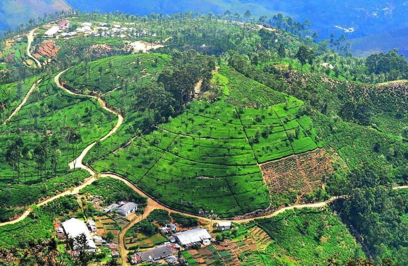 Lipton's Seat, Adisham Bungalow, Dambetenna Tea Factory Tour - Who Will Love This Tour?  