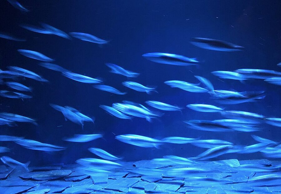 Dense fish swarm in the central tank at Oceanário de Lisboa