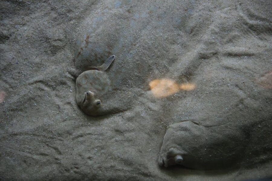 Camouflaged flatfish on sand at Oceanário de Lisboa