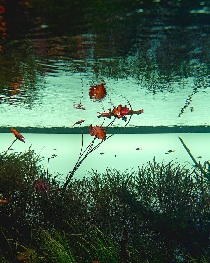 Forests Underwater exhibit by Takashi Amano at Oceanário de Lisboa