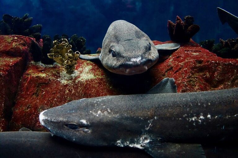 How to Book Oceanário de Lisboa Tickets