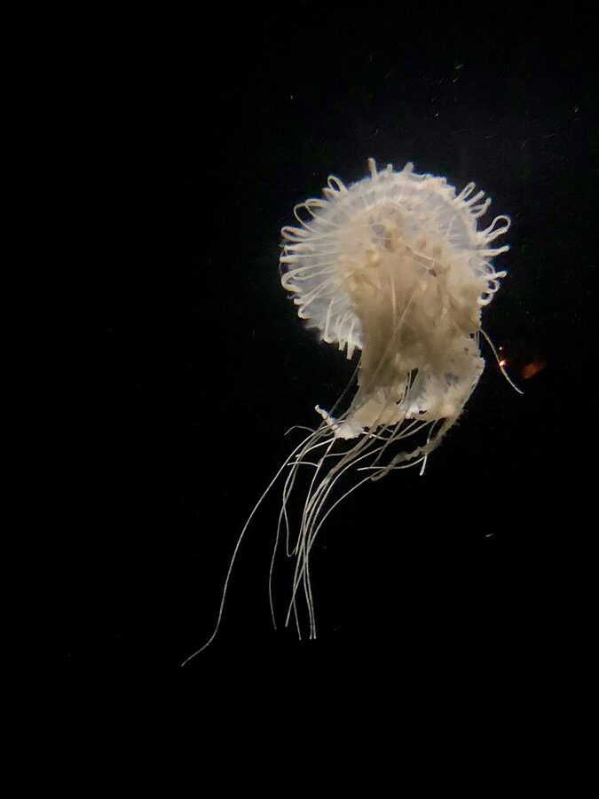 Backlit jellyfish on display at Oceanário de Lisboa