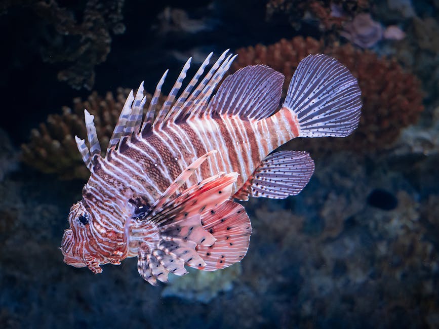 Striped lionfish at Oceanário de Lisboa