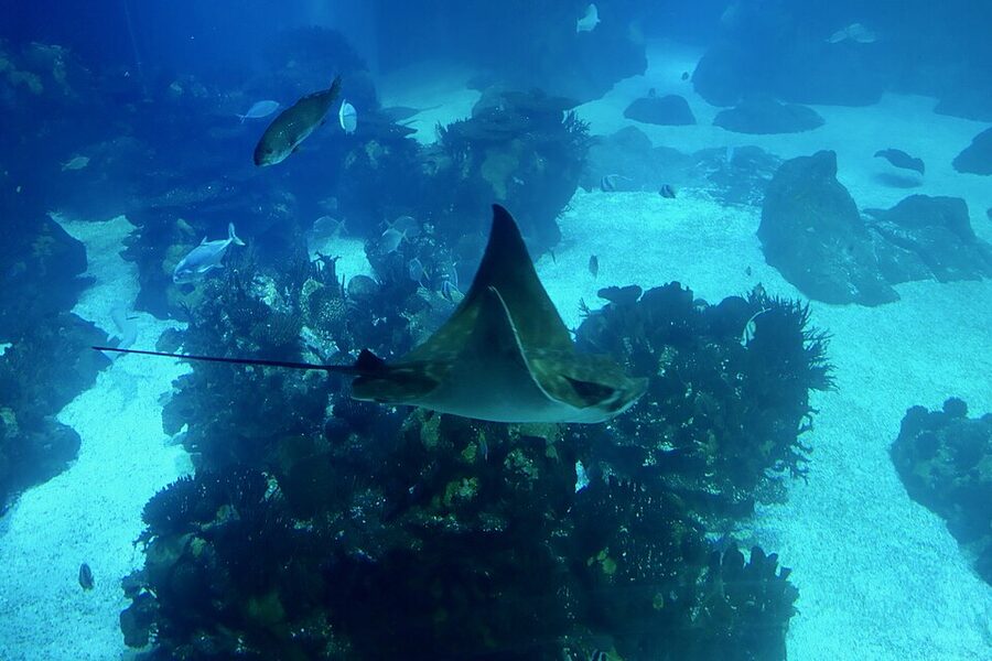 Manta ray gliding in the central tank at Oceanário de Lisboa