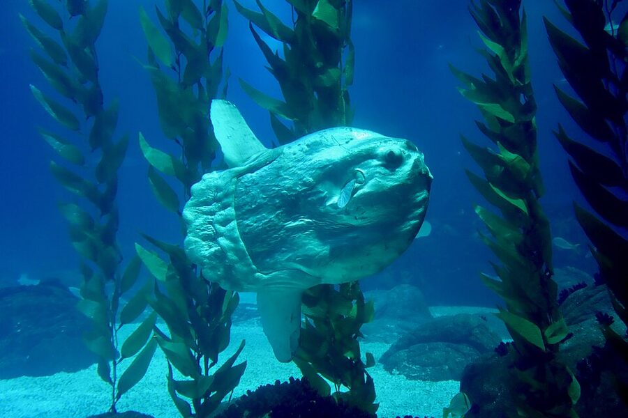 Ocean sunfish mola mola in the central tank at Oceanário de Lisboa
