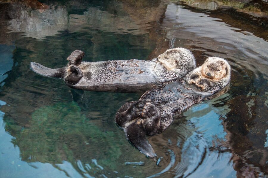 Sea otter at Oceanário de Lisboa relaxed on its back