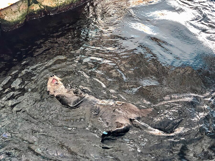 Sea otter floating on its back at Oceanário de Lisboa