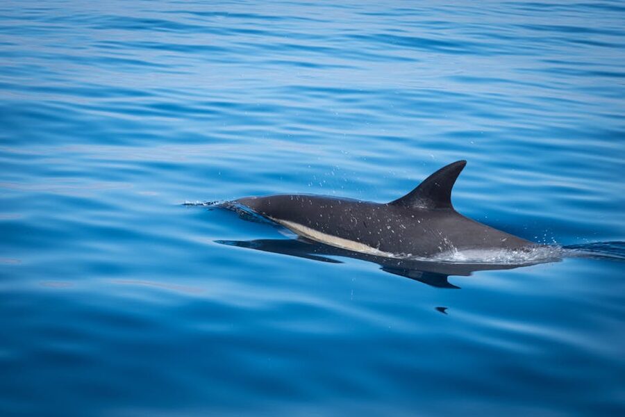 Bottlenose dolphin breaking the surface in Portuguese coastal waters
