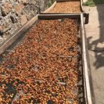 Lombok: Coffee Plantation Tour With Tasting - Who Would Love This Tour?