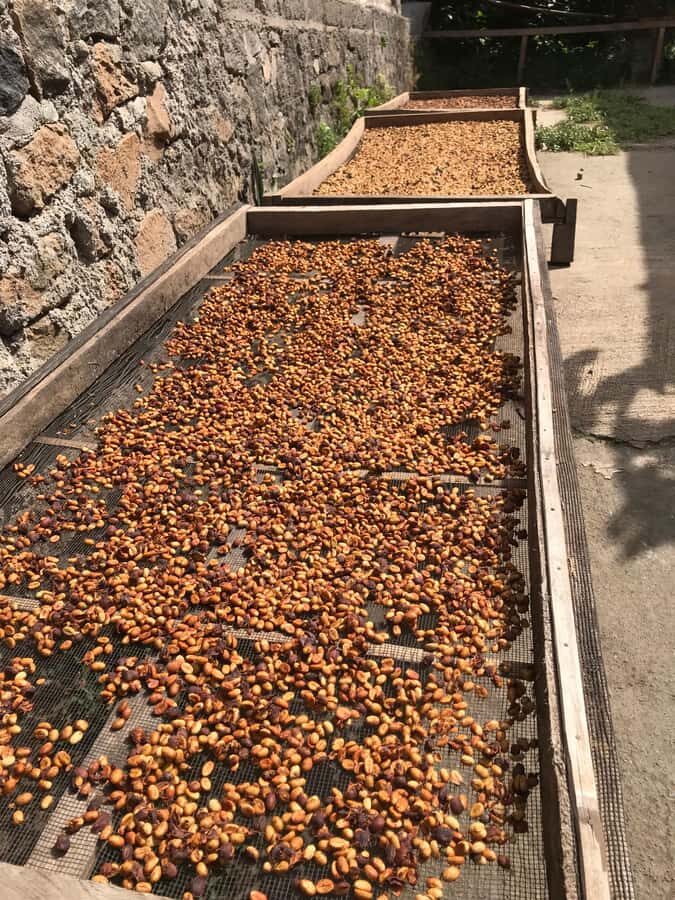Lombok: Coffee Plantation Tour With Tasting - Who Would Love This Tour?