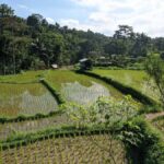 Lombok: Tetebatu Village Tour with Lunch and Pickup - Practical Details and What to Know