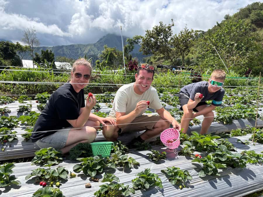 Lombok: Waterfalls, Strawberry Harvest, and Hike Tour - An In-Depth Look at the Lombok Waterfalls, Strawberry & Hike Tour