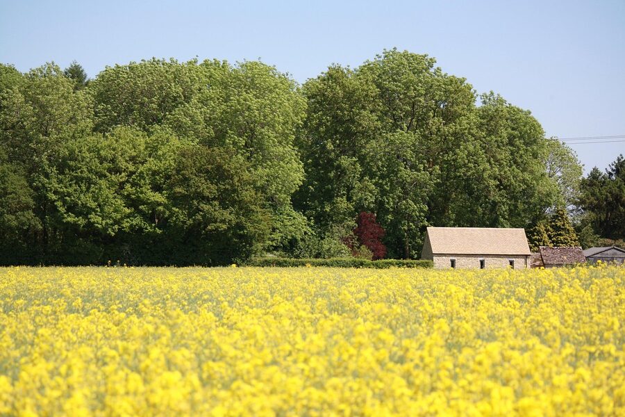Cotswolds countryside barn with yellow oilseed rape