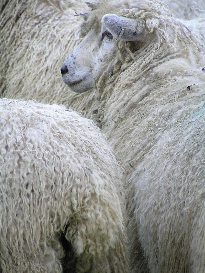 Cotswold sheep flock wool heritage