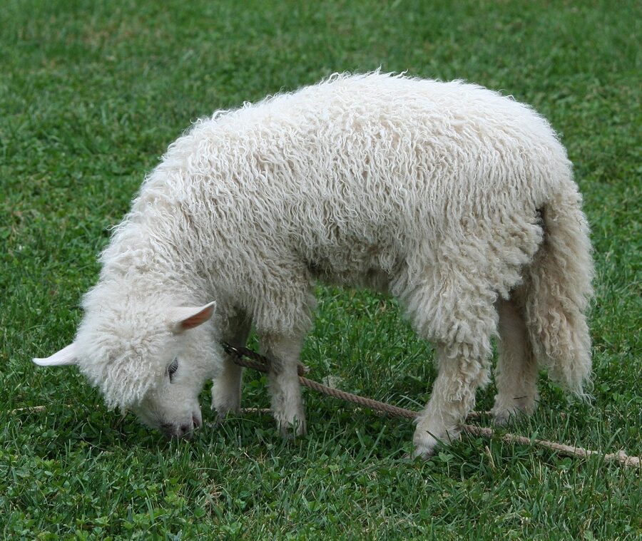Cotswold sheep lamb fleece