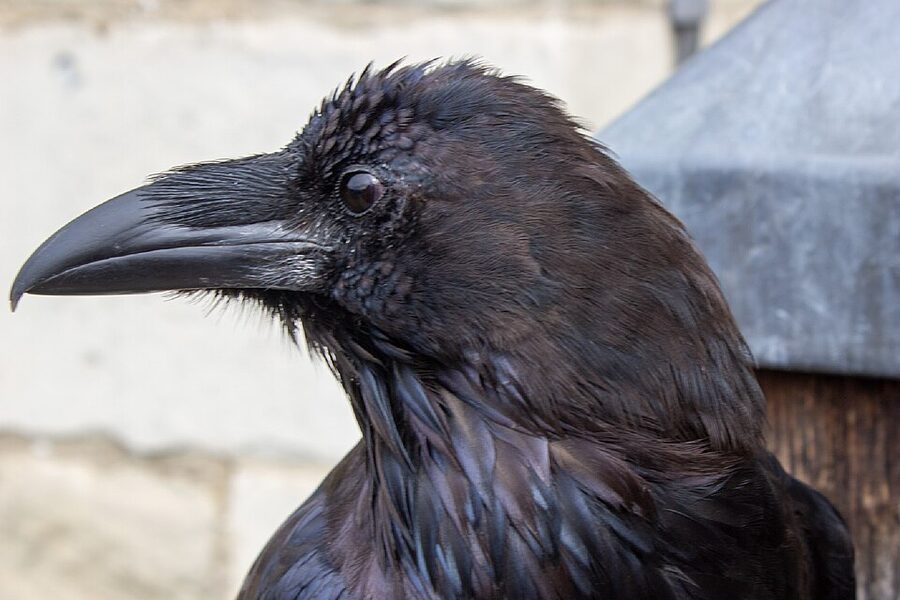 Close-up of Poppy, a Tower of London raven