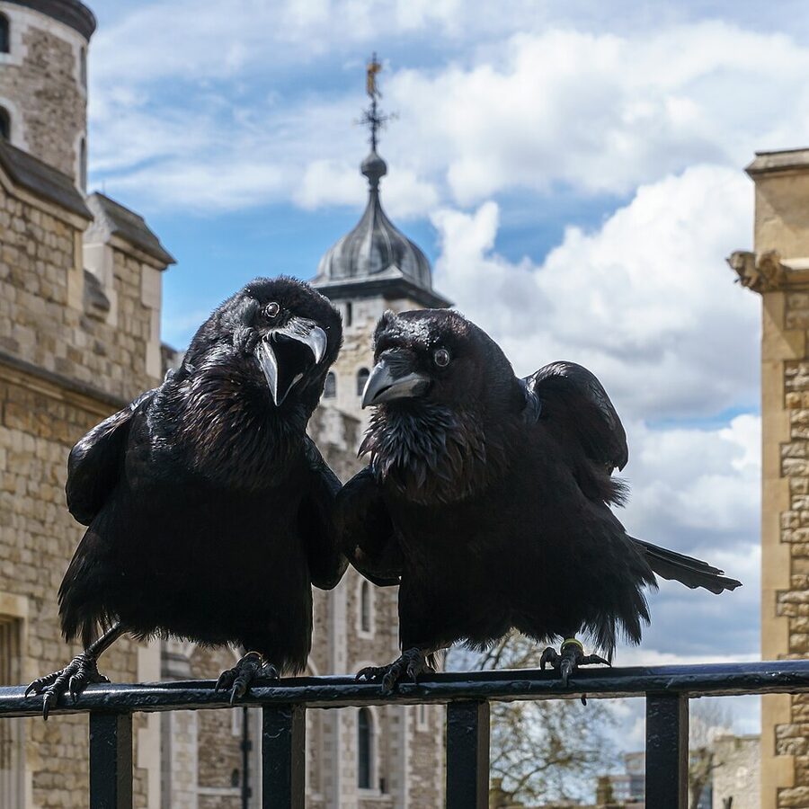 Two ravens, Jubilee and Munin, at the Tower of London