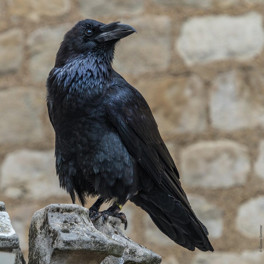 A resident raven at the Tower of London on the grounds