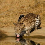 Lunugamvehera National Park ( Yala Block 5 / 6 ) Wild Safari - Cultural & Natural Intertwining