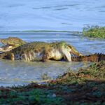 Lunugamwehera & Weheragala: (Yala Block 5 & 6) Safari Tours - Why Choose This Safari?