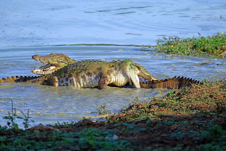 Lunugamwehera & Weheragala: (Yala Block 5 & 6) Safari Tours - Why Choose This Safari?  