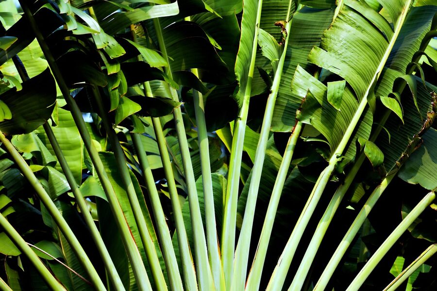 Lush tropical green plants similar to landscaping along Mai Thai River