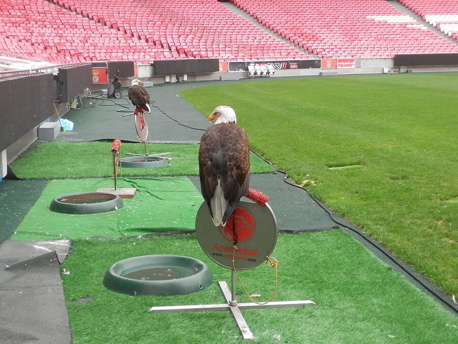 The two club eagles at Estadio da Luz