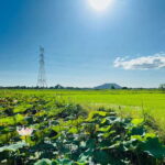 Mad Monkey Siem Reap: Sunset Countryside Cycling Tour - Is This Tour Worth It?