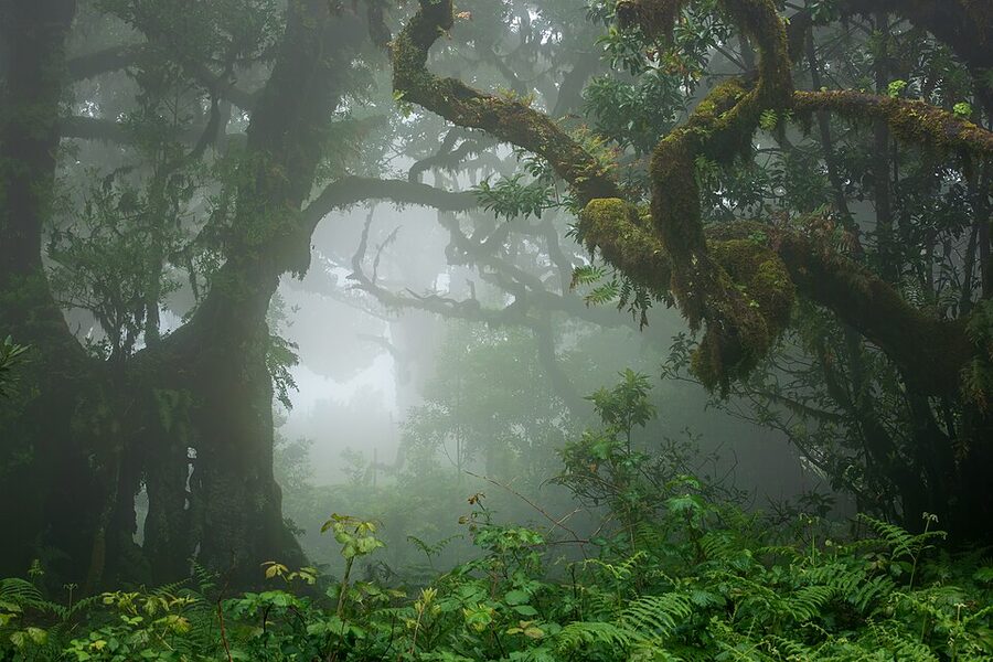 Foggy Fanal forest laurissilva Madeira