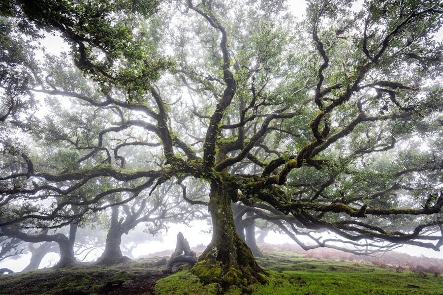 Ancient twisted laurel tree in misty Fanal Forest Madeira