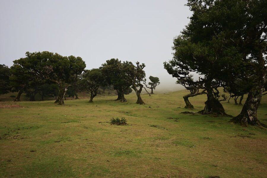 Misty Fanal forest with unique trees Madeira