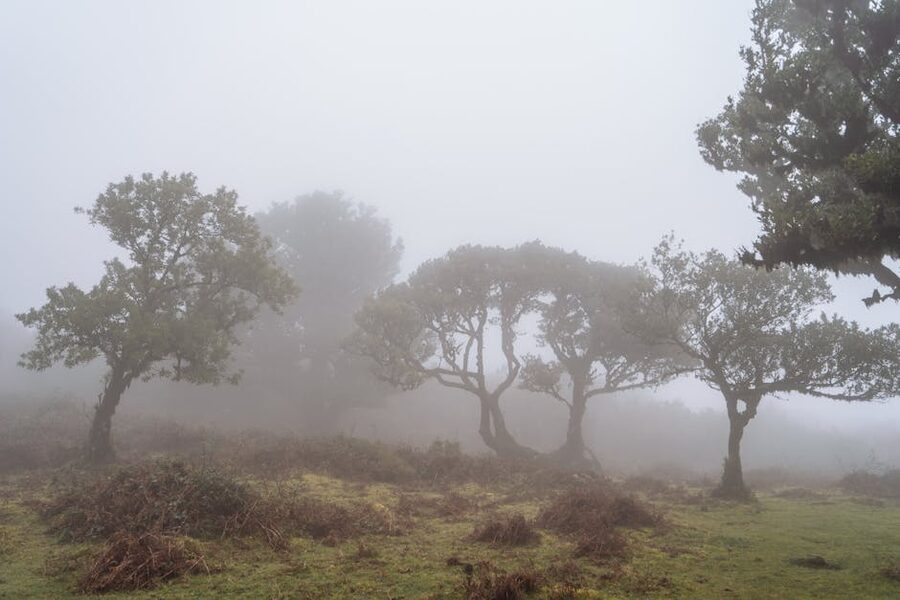 Mysterious laurel forest in fog Madeira