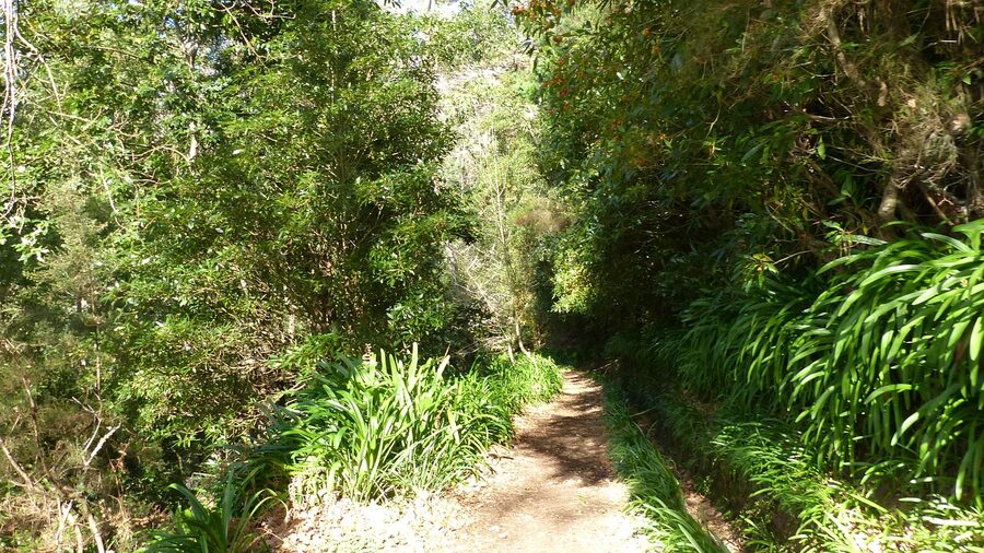 Madeira levada trail through forest