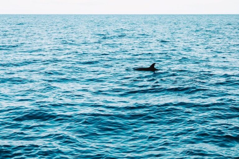 How to Book a Madeira Dolphin and Whale Watching Cruise