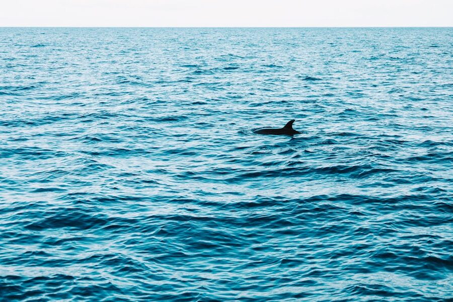 Dolphin fin breaks the Atlantic surface off Madeira