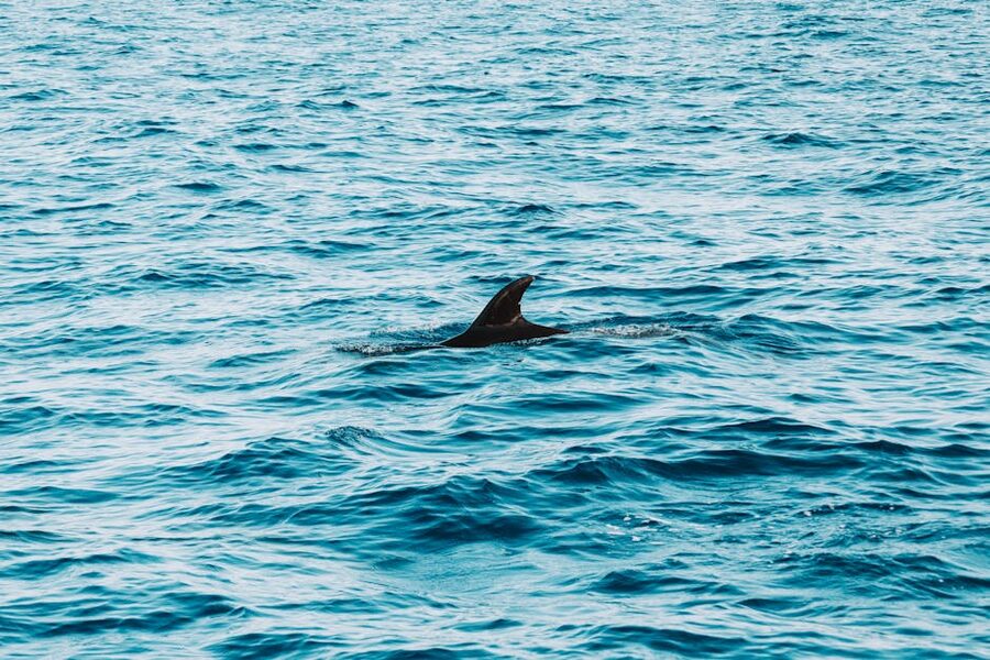 Dolphin surfacing in the Atlantic near Madeira