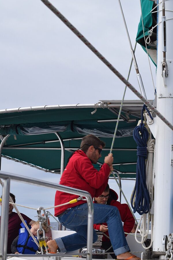 Pilot whales seen from catamaran in Funchal Madeira