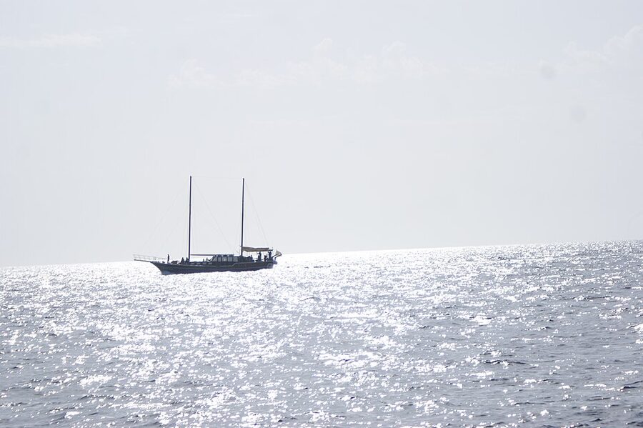 Margarita sunset whale and dolphin watching catamaran Madeira