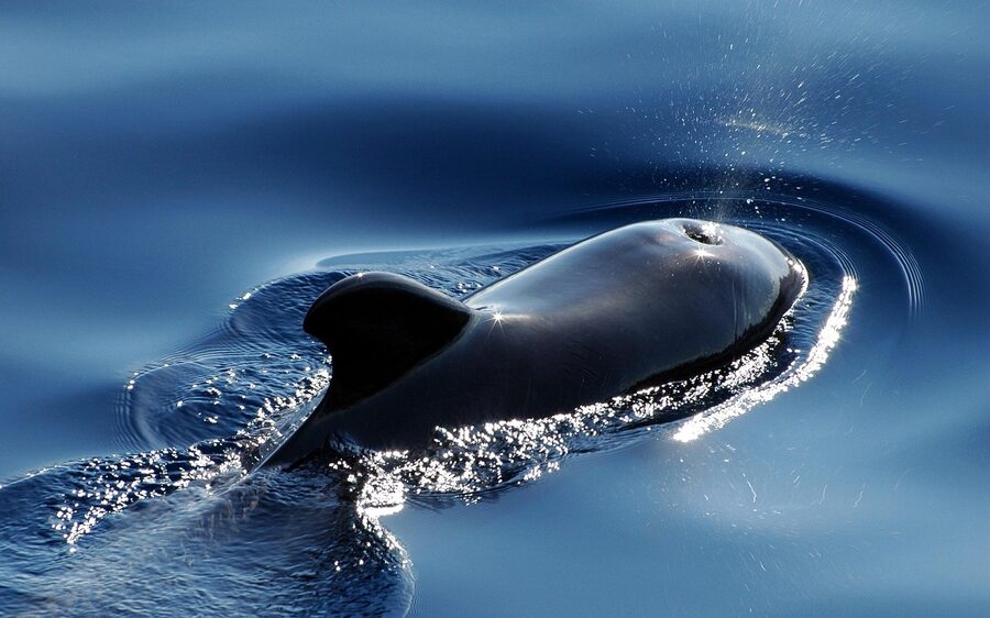 Pilot whale blow at the Atlantic surface