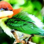 Maduru Oya National Park Private Safari - Why This Safari Offers Great Value