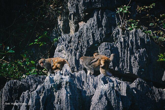 Magical Halong Bay Escape 4-Hour Cruise with Kayak & Cave Visit - Why This Tour Works