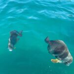 Magnetic Island Snorkel Jet Ski Tour - The Small Group Advantage