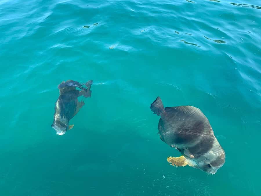 Magnetic Island Snorkel Jet Ski Tour - The Small Group Advantage