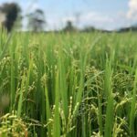 Mahiyanganaya: Guided Cycling Tour with Hotel Pickup - What to Expect from the Mahiyanganaya Cycling Tour