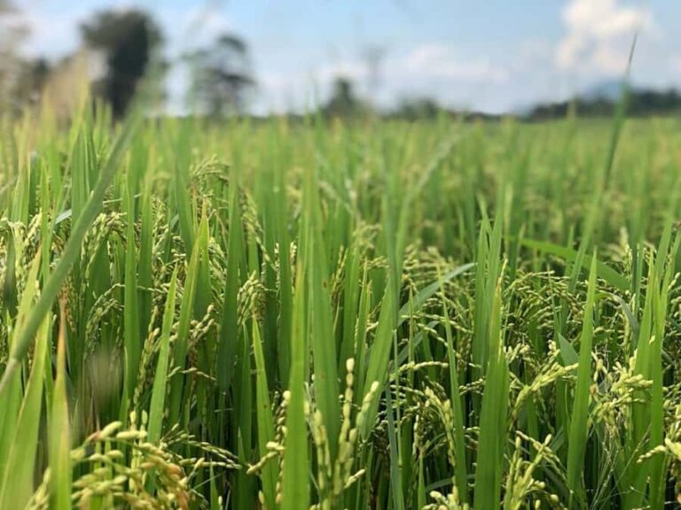 Mahiyanganaya: Guided Cycling Tour with Hotel Pickup - What to Expect from the Mahiyanganaya Cycling Tour