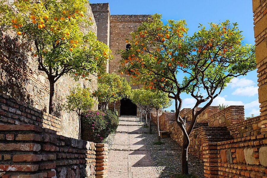 Orange trees in the Alcazaba courtyard Malaga