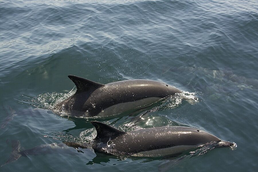 Common dolphins jumping in the Bay of Gibraltar