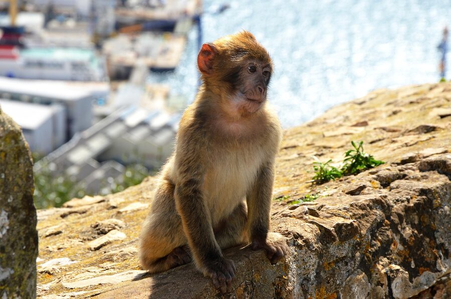 A young Barbary macaque cub on the Rock of Gibraltar