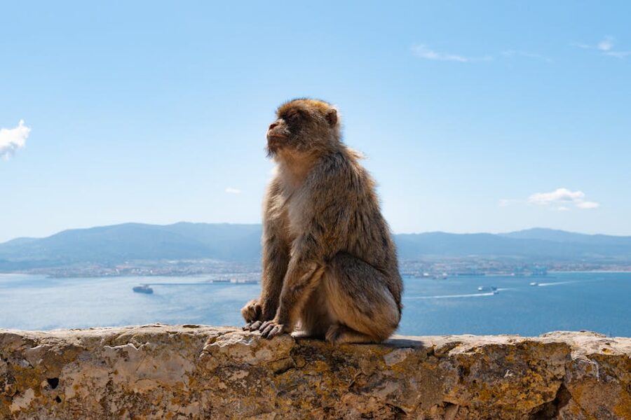 Barbary macaque perched on a wall above the Mediterranean coast of Gibraltar