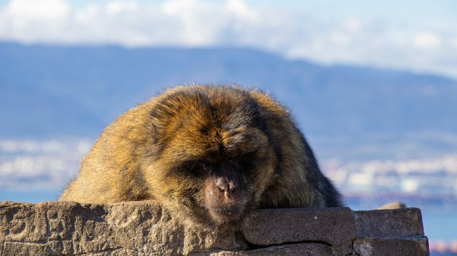 A Barbary macaque relaxing on the Rock of Gibraltar with a view of the strait